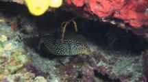 Female Reticulate Boxfish, Ostracion Solorensis, Hiding In The Reef