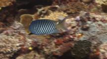 Male Swallowtail Angelfish (Blackspot Angelfish), Genicanthus Melanospilos, Swims Over Coral Reef