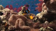 Lemonpeel Angelfish, Centropyge Flavissima, And Orange-Fin Anemonefish, Amphiprion Chrysopterus, In Merten's Carpet Anemone, Stichodactyla Mertensii, On Coral Reef