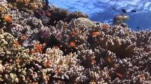 Lyretail Anthias, Pseudanthias Squamipinnis, On Coral Reef