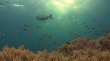 Magenta Slender Anthias (Waite's Splitfin), Luzonichthys Waitei, Spawning Above Spaghetti Finger Leather Coral
