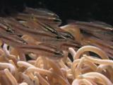 Moluccan Cardinalfish, Ostorhinchus Moluccensis, In Sea Anemone