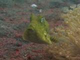 Thornback Cowfish, Lactoria Fornasini, Swims Backwards Over Volcanic Sand