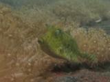 Thornback Cowfish, Lactoria Fornasini, Swims Amongst Soft Corals Over Volcanic Sand