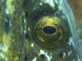 Highfin Snake Eel (Black-Finned Snake Eel), Ophichthus Altipennis, From Nares To Eyes