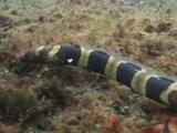 Napoleon Snake Eel, Ophichthus Bonaparti, Hunting For Prey In Volcanic Sand