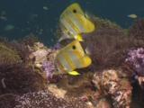 Pair Of Copperband Butterflyfish (Beaked Coralfish), Chelmon Rostratus, Feeding On Coral Reef