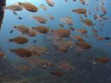School Of Orangelined Cardinalfish, Archamia Fucata
