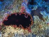 Hyman's Flatworm, Pseudobiceros Hymanae, Crawls Over Rocky Reef