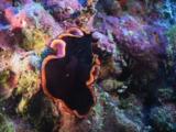 Hyman's Flatworm, Pseudobiceros Hymanae, Crawls Over Rocky Reef