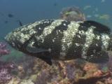 Brown-Marbled Grouper, Epinephelus Fuscoguttatus, Retreats Out Of Reef Covered In Soft Coral
