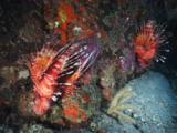 Pair Of Frillfin Turkeyfish (African Lionfish), Pterois Mombasae, Resting On Reef