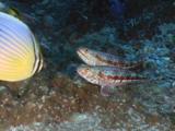 Variegated Lizardfish, Synodus Variegatus, Flee From Melon Butterflyfish, Chaetodon Trifasciatus