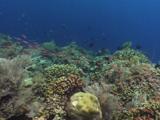 Dispar Anthias (Redfin Anthias), Pseudanthias Dispar, Schooling Over Coral Reef