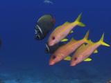 Small School Of Redtail Butterflyfish, Chaetodon Collare, And Yellowfin Goatfish, Mulloidichthys Vanicolensis
