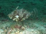 Strapweed Filefish, Pseudomonacanthus Macrurus, Swims Along Sandy Seabed