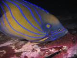 Blue Ring Angelfish, Pomacanthus Annularis, Swims Along Reef At Night