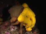 Sponge Crab, Dromia Dormia Or Lauridromia Dehaani, At Night Carrying Yellow Sponge On It's Back