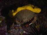 Sponge Crab, Dromia Dormia Or Lauridromia Dehaani, Carrying Yellow Sponge, Jumps Off Reef Into Open Water