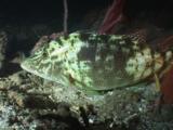 Smalltooth Emperor, Lethrinus Microdon, Disguised At Night