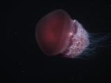 Rhizostome Jellyfish, Crambione Mastigophora, Swimming At Night With Small Hitchhiker Fish Under Bell