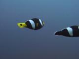 Sebae Clownfish (Sebae Anemonefish), Amphiprion Sebae