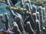 Scrawled Filefish, Aluterus Scriptus, Over Purple Branching Tube Sponge On Artificial Reef