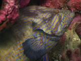 Bluelined Hind, Cephalopholis Formosa, Resting On Reef