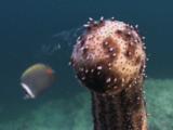 Graeffe's Sea Cucumber, Pearsonothuria Graeffei, Spawning
