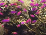 School Of Purple Queen Anthias, Pseudanthias Tuka, On Hard Coral Reef