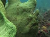 Green Giant Frogfish, Antennarius Commerson, Camouflaged Next To Elephant Ear Sponge, Ianthella Basta