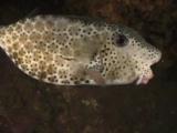 Horn-Nosed Boxfish, Ostracion Rhinorhynchos, Circling At Night