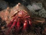 Hermit Crab, Aniculus Aniculus, Flicking Mandibles