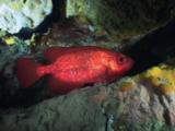 Paeony Bulleye, Priacanthus Blochii, In Dark Crack In Underwater Cave