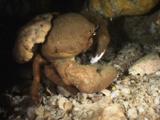 Sponge Crab, Dromia Dormia Or Lauridromia Dehaani, Walking Over Rocky Reef Carrying Sponge