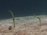 Spotted Garden Eels, Heteroconger Hassi, In Their Burrows In Sandy Sea Bed