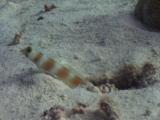 Pinkbar Goby, Amblyeleotris Aurora, Dives Into Sand Burrow
