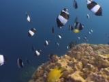 Black Pyramid Butterflyfish (Brown-And-White Butterflyfish), Hemitaurichthys Zoster, Over Lobe Coral, Porites Lobata
