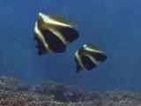 Pair Of Phantom Bannerfish, Heniochus Pleurotaenia, Over Coral Reef