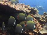 School Of Redtail Butterflyfish, Chaetodon Collare, On Coral Reef