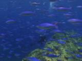 Huge School Of Variable-Lined Fusiliers, Caesio Varilineata, Swims Quickly Past Scuba Diver