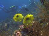 Pair Of Bennett's Butterflyfish (Bluelashed Butterflyfish), Chaetodon Bennetti, Swimming Quickly Over Reef