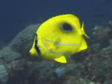 Bennett's Butterflyfish (Bluelashed Butterflyfish), Chaetodon Bennetti, Swimming Over Coral Reef
