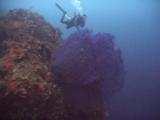 Scuba Diver Behind Huge Purple Knotted Sea Fan, Muricella Sp.