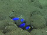 Neon Damselfish (Blue Damsels), Pomacentrus Coelestis, Among Boulders On Volcanic Sand