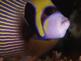 Emperor Angelfish, Pomacanthus Imperator, Resting At Night