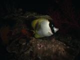 Lined Butterflyfish, Chaetodon Lineolatus, At Night
