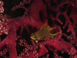 Golden Damsel, Amblyglyphidodon Aureus, Rests On Red Gorgonian Coral At Night