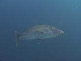 Longface Emperor, Lethrinus Olivaceus, Swimming In Open Water