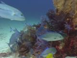 Smalltooth Emperors (Lethrinus Microdon), Bluefin Trevally (Caranx Melampygus) And Goldsaddle Goatfish (Parupeneus Cyclostomus), Feeding On Coral Reef